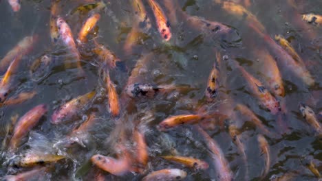 Koi-Fische-Schwimmen-Und-Versammeln-Sich-Während-Der-Fütterungszeit-Im-Teich