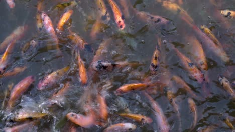 los peces koi nadan y se reúnen alrededor durante el tiempo de alimentación en el estanque