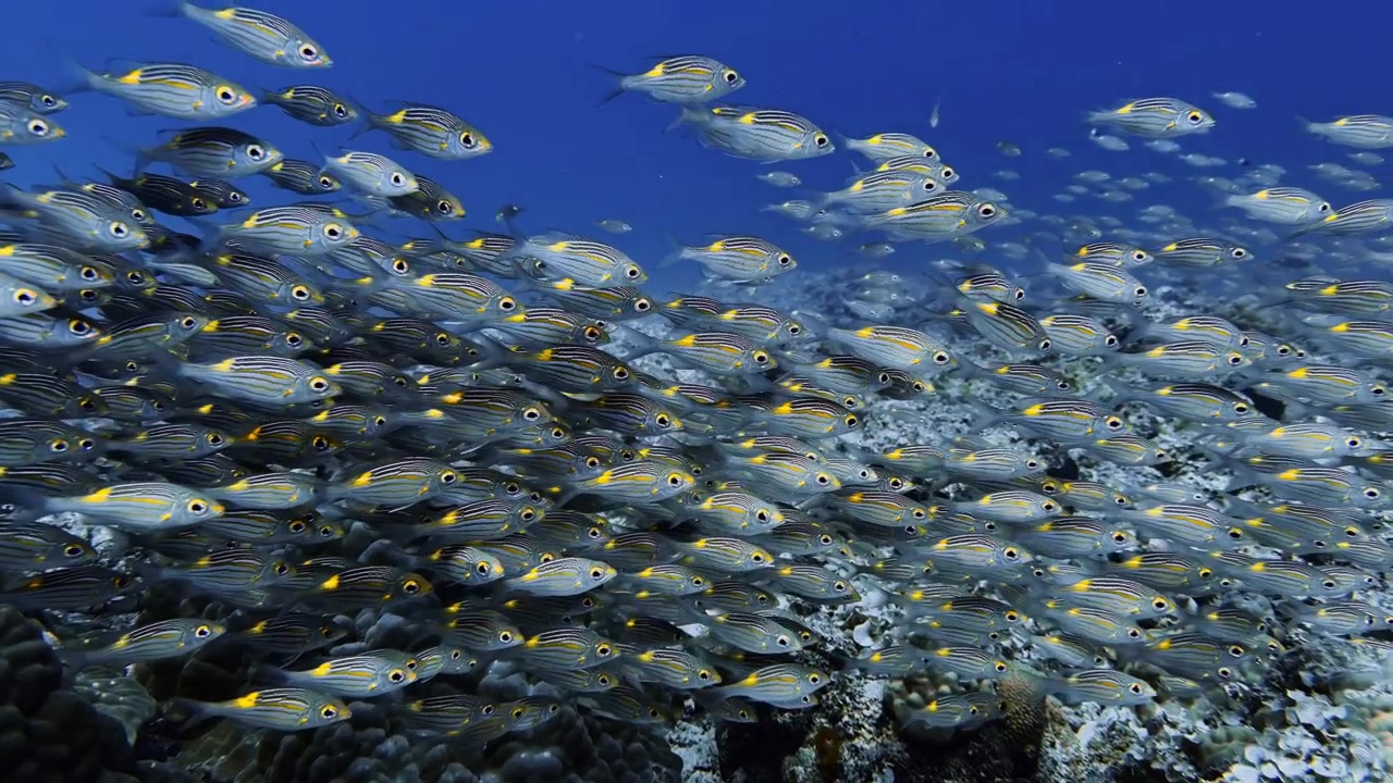 Grande banco di pesci tropicali che nuotano sopra una barriera corallina a Mauritius. Vibrante scena di vita sottomarina che evidenzia la biodiversità marina, il movimento e gli ecosistemi oceanici sani.