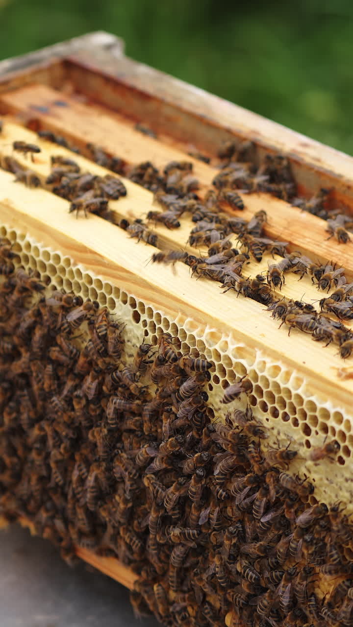 Opened beehives with wooden frames. Bees working together on a frame to pack honey with wax. Bee family inside the hive. Vertical video