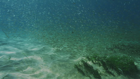 slow motion underwater scene of a school of fish swimming in the pacific ocean off sydney's coast, showcasing marine diversity