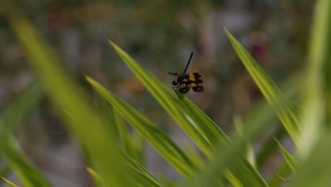 Arroz-Y-Libélula-Temprano-En-La-Mañana-En-La-Provincia-De-Surin,-Tailandia