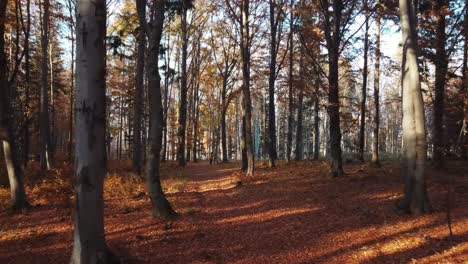 Dos-Amigos-En-El-Bosque-De-Otoño-Con-Vigas-A-Través-De-Los-árboles-En-Cámara-Lenta-Con-Hojas-Que-Caen