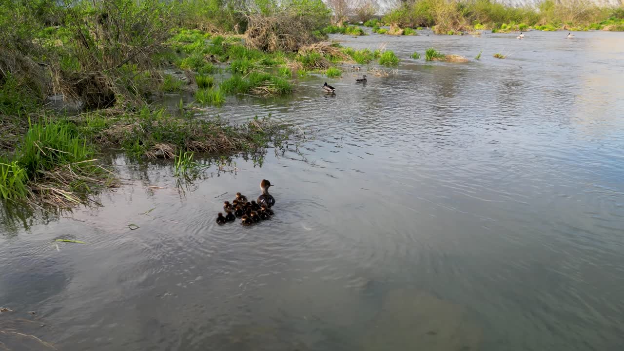 잔디 가 많은 습지 해안 을 따라 수영 하는 어머니 와 함께 수영 하는 머겐서 오리 새끼 들 의 공중 사진