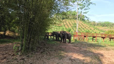 a herd of elephants moves through a serene landscape.