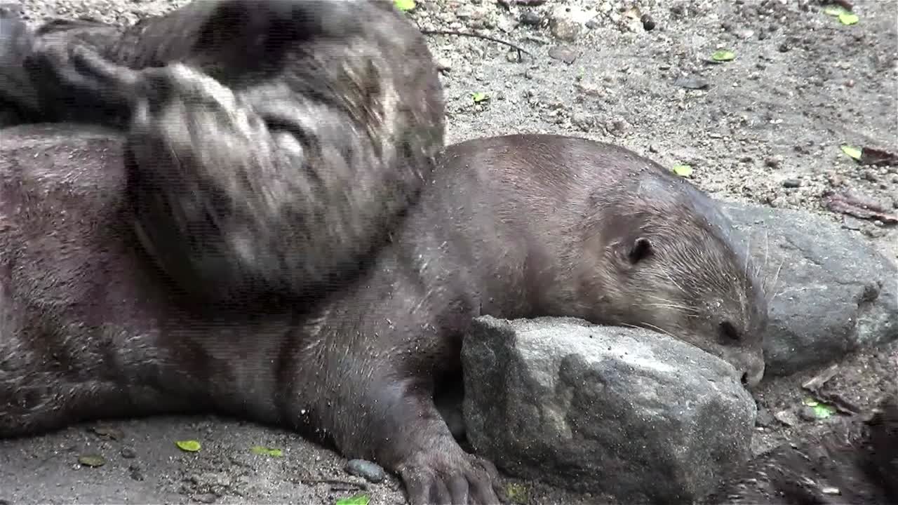 거대한 강 수달이 땅에서 놀다 1