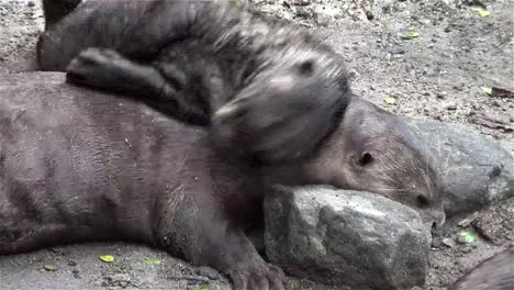 Riesen-Flussotter-Spielen-Auf-Dem-Boden-1