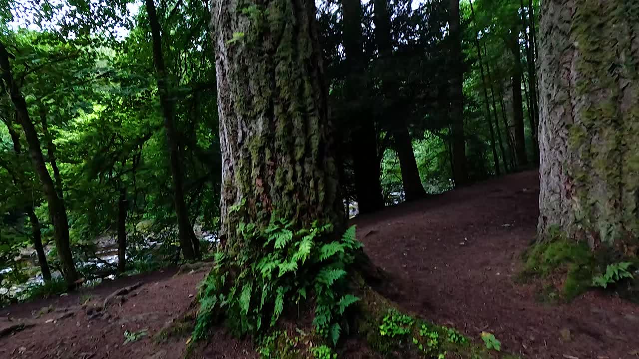 explorando la belleza de la naturaleza entre los árboles altos