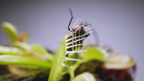 venus planta atrapamoscas con mosca doméstica atrapada