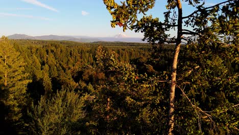 Scenic-stationary-aerial-shot-peaking-through-Evergreen-tree-with-Mount-Rainier-in-the-background-during-sunset