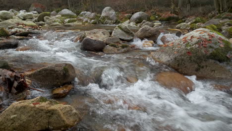 autumn river in mountain forest with yellow and red foliage trees