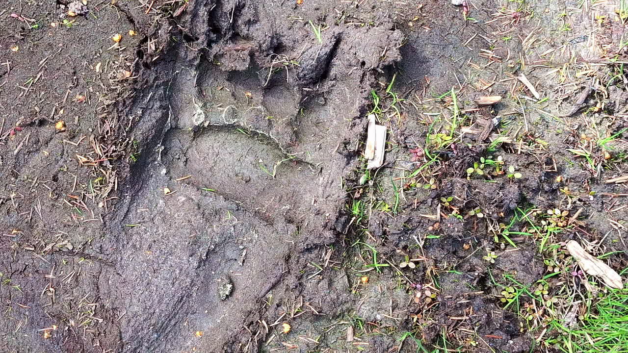 Overhead of a large bear footprint pressed into soft mud surrounded by leaves and twigs