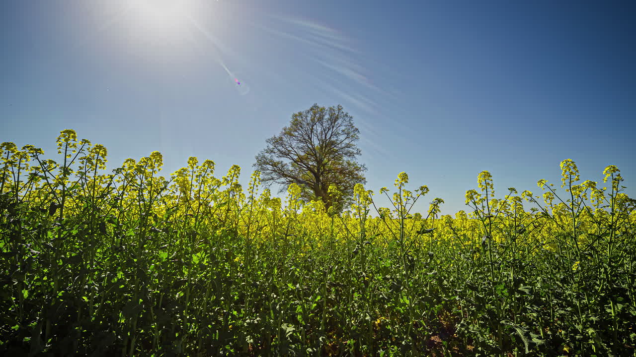 Low angle shot of beautiful rapeseed flowers against bright blue sky in timelapse