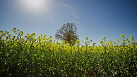 Tiro-De-ángulo-Bajo-De-Hermosas-Flores-De-Colza-Contra-El-Cielo-Azul-Brillante-En-Timelapse