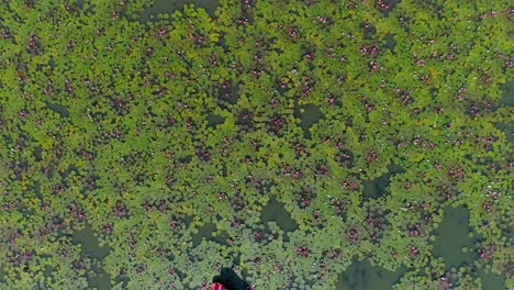 aerial view of boats on a tranquil water lily lake