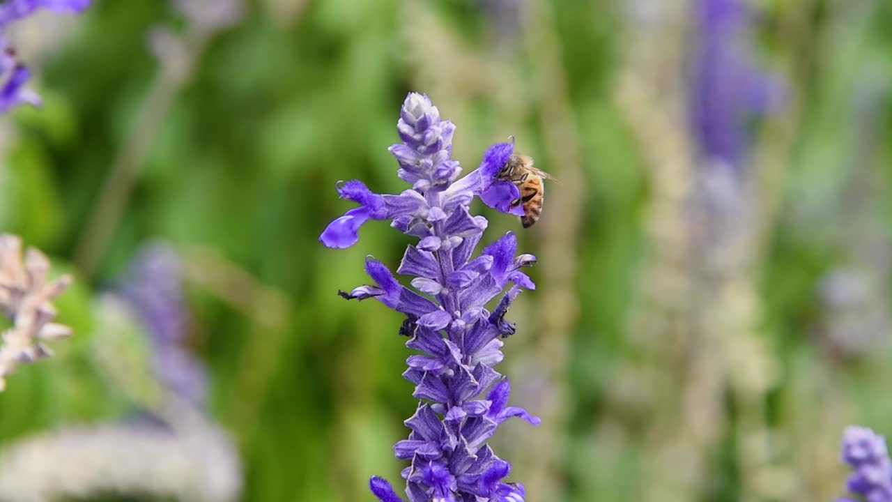 Closeup macro of a bee pollenating and collecting nectar from a vibrant purple lavender salvia mystic spires flower bush