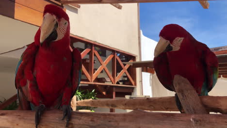 two red scarlet macaws siting in shade looking at a zoo without cages in brazil, free animals