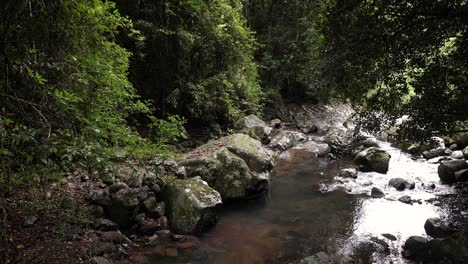 View-of-Cave-Creek-from-along-the-walking-trail,-Natural-Bridge,-Springbrook-National-Park