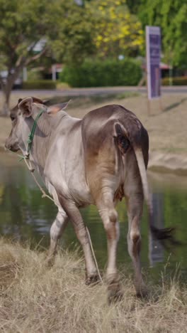 Cow by the pond