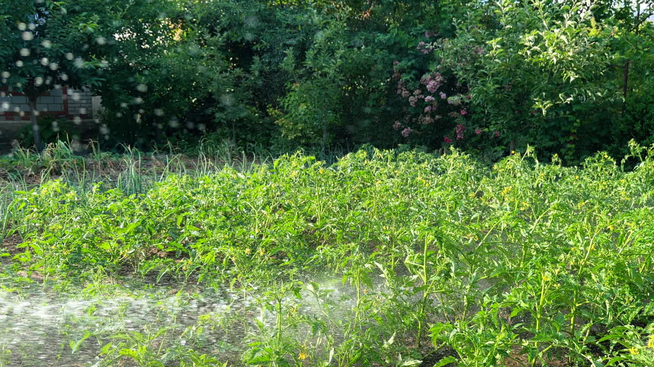 Stream of water flying on the plants growing in the orchard. Watering the vegetables on sunny hot summer day.