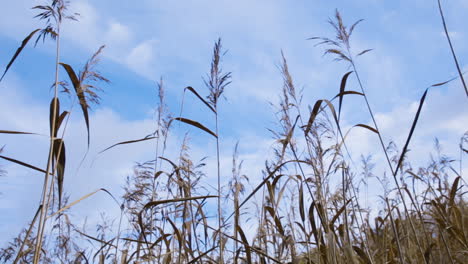 Grashalme-Schneiden-In-Den-Blauen-Himmel-Und-In-Die-Fernen-Wolken