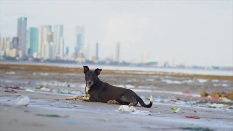 perro negro durmiendo en la playa de mahim en mumbai