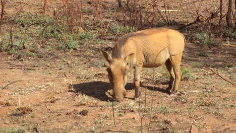 Close-up-handheld-shot-of-common-warthog-looking-for-food,-Africa