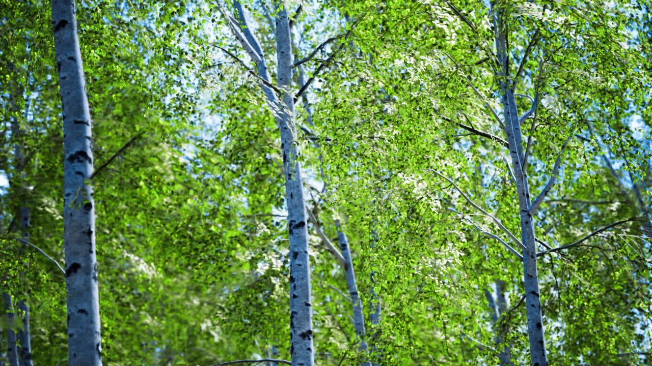 Beautiful green leaves on birch trees under a clear sky during summer