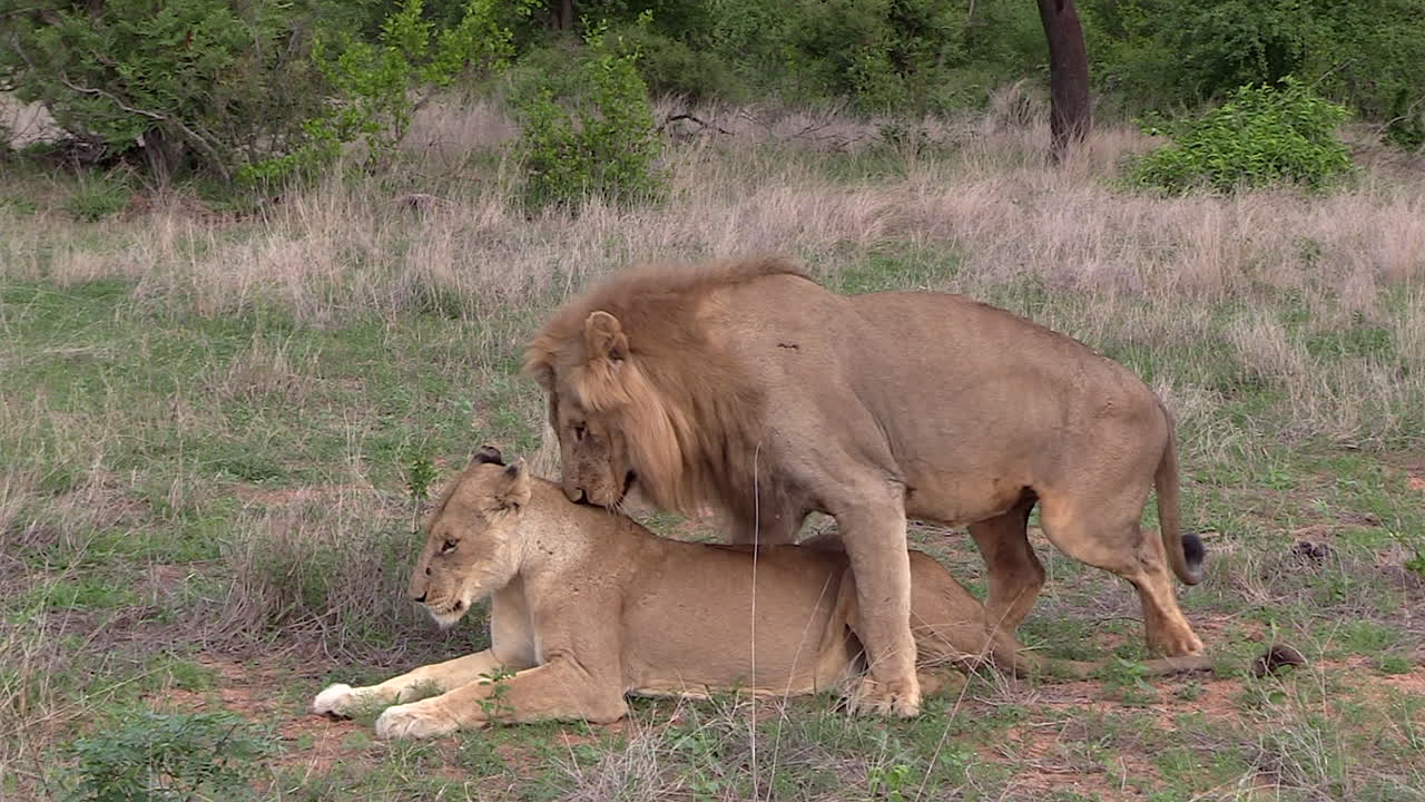 Couple of lions mate on grass in South African wilderness