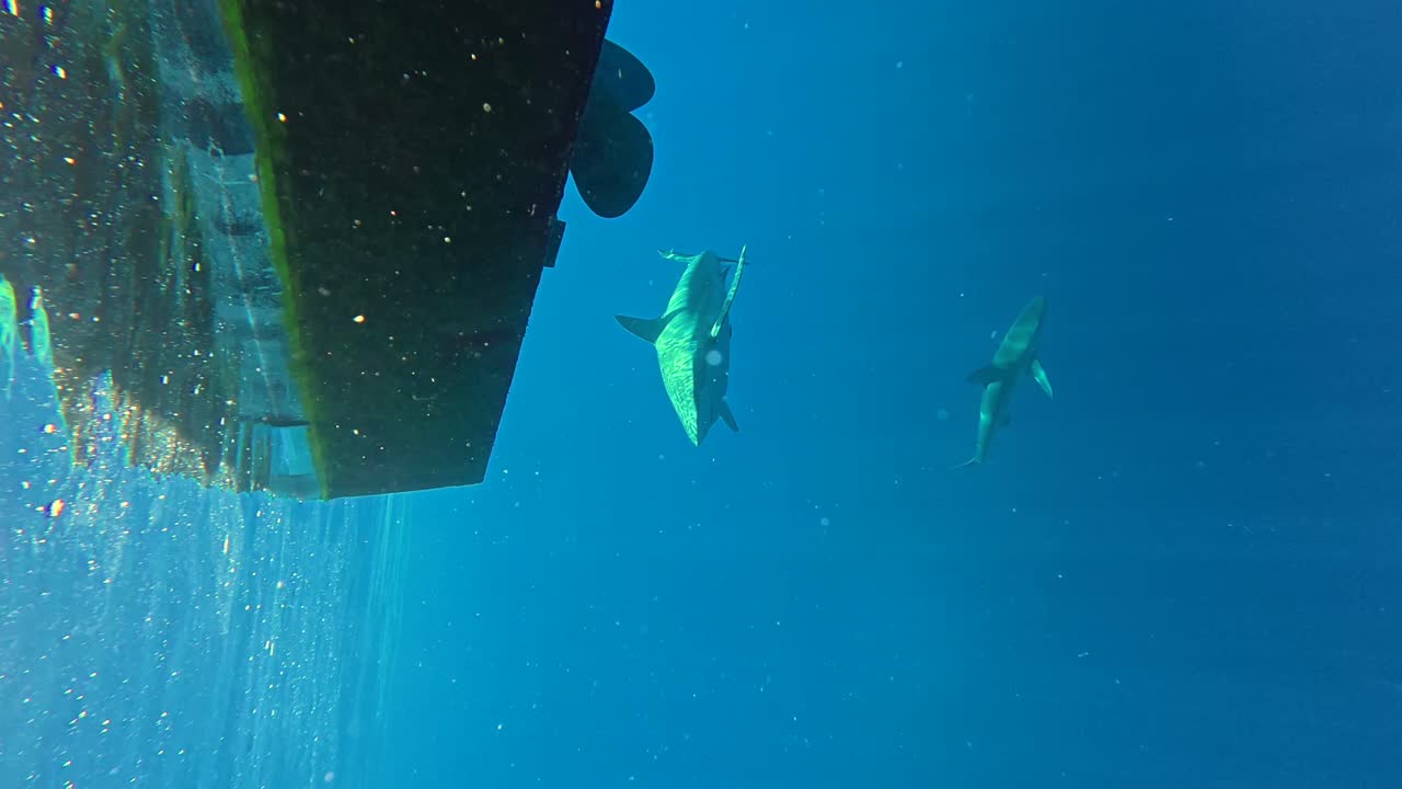 Two sharks swim toward the ocean surface next to a boat in Hawaii, vertical shot