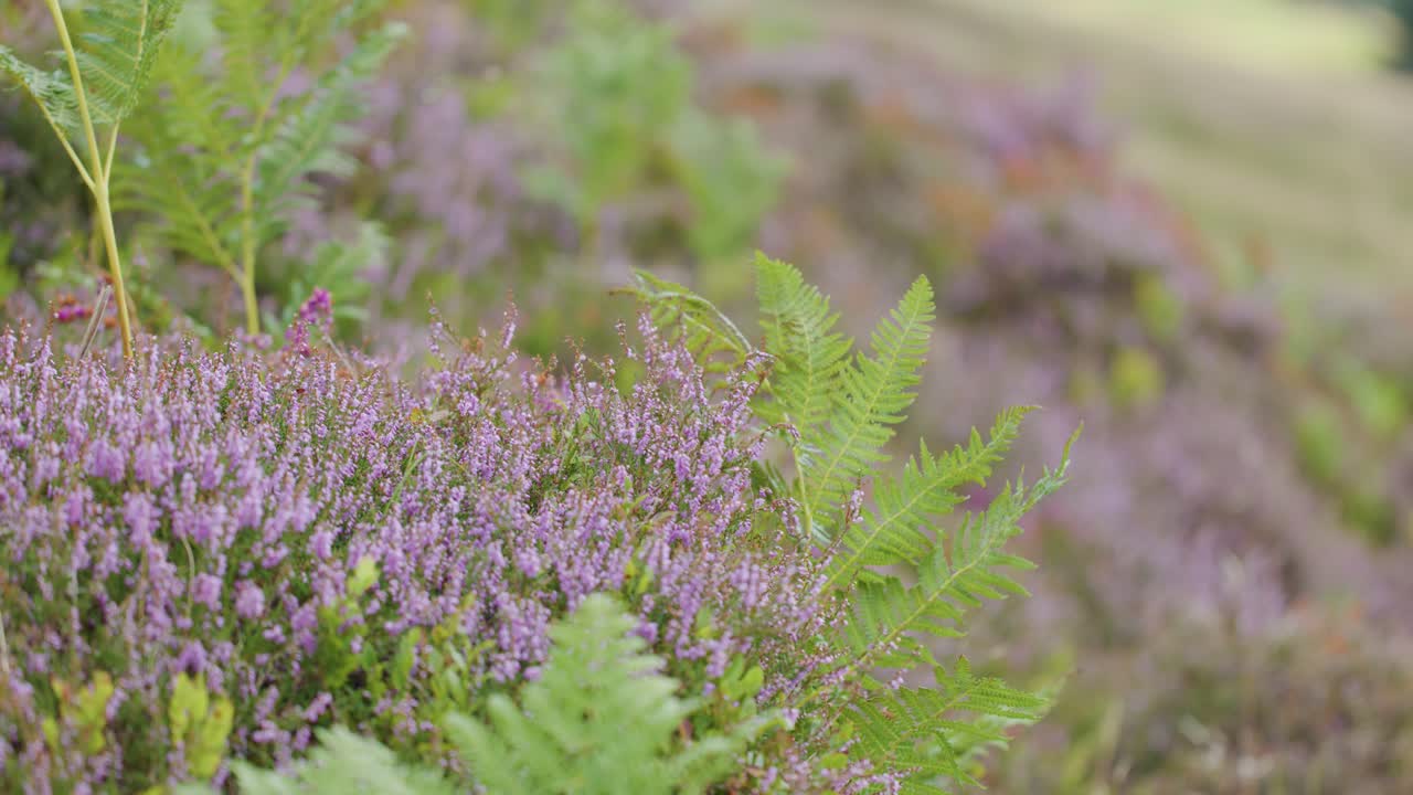 Close-up of green ferns and purple wildflowers gently moving in the wind on a natural hillside, with soft daylight and shallow depth of field