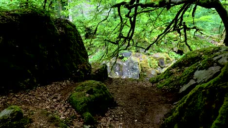 lush forest path leading to rocky stream