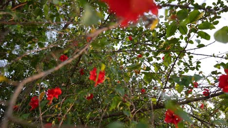 Cámara-Lenta-De-Flores-De-Hibisco-En-Un-árbol