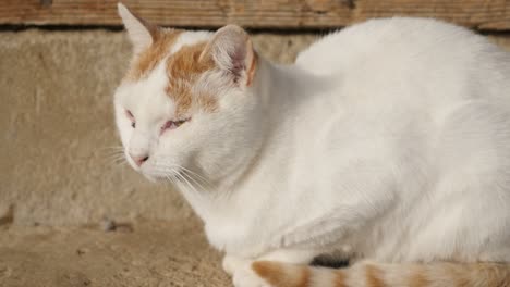 domesticated mammal felis silvestris catus relaxing outdoor