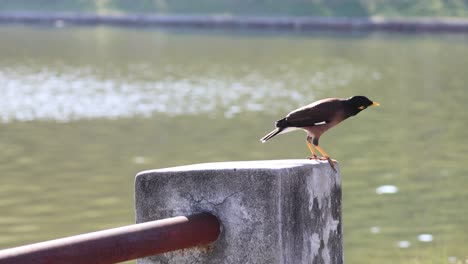 a bird launches into the air from a concrete post.