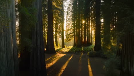 sunlight streaming through a redwood forest