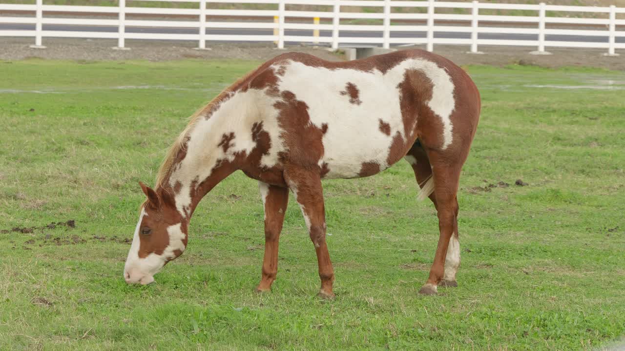 Omgivet af åbne marker og den rolige charme, der kendetegner området, græsser en hest i fred og ro på et indhegnet stykke landbrugsjord i Modesto.