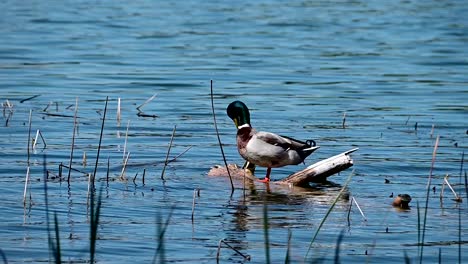 mallard-duck-preening-herself-near-the-shore-of-a-lake