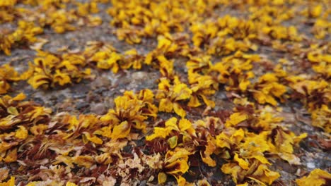 Flores-Alfombrando-Un-Camino-De-Entrada-Dolly-Back-Y-Close-Up-En-Cámara-Lenta