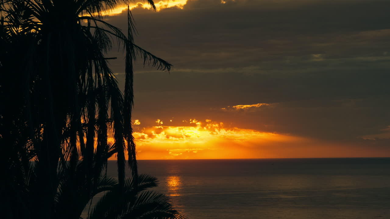 나무 와 함께 바다 위 에 해 가 지는 것