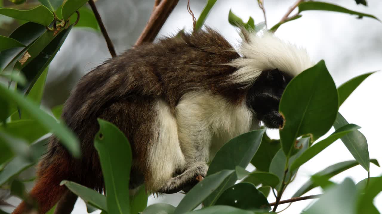 Um sagui-de-tufos-brancos está sentado em um galho entre folhas verdes em um cenário de floresta tropical