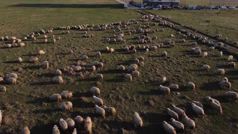 aerial footage with herd of sheeps