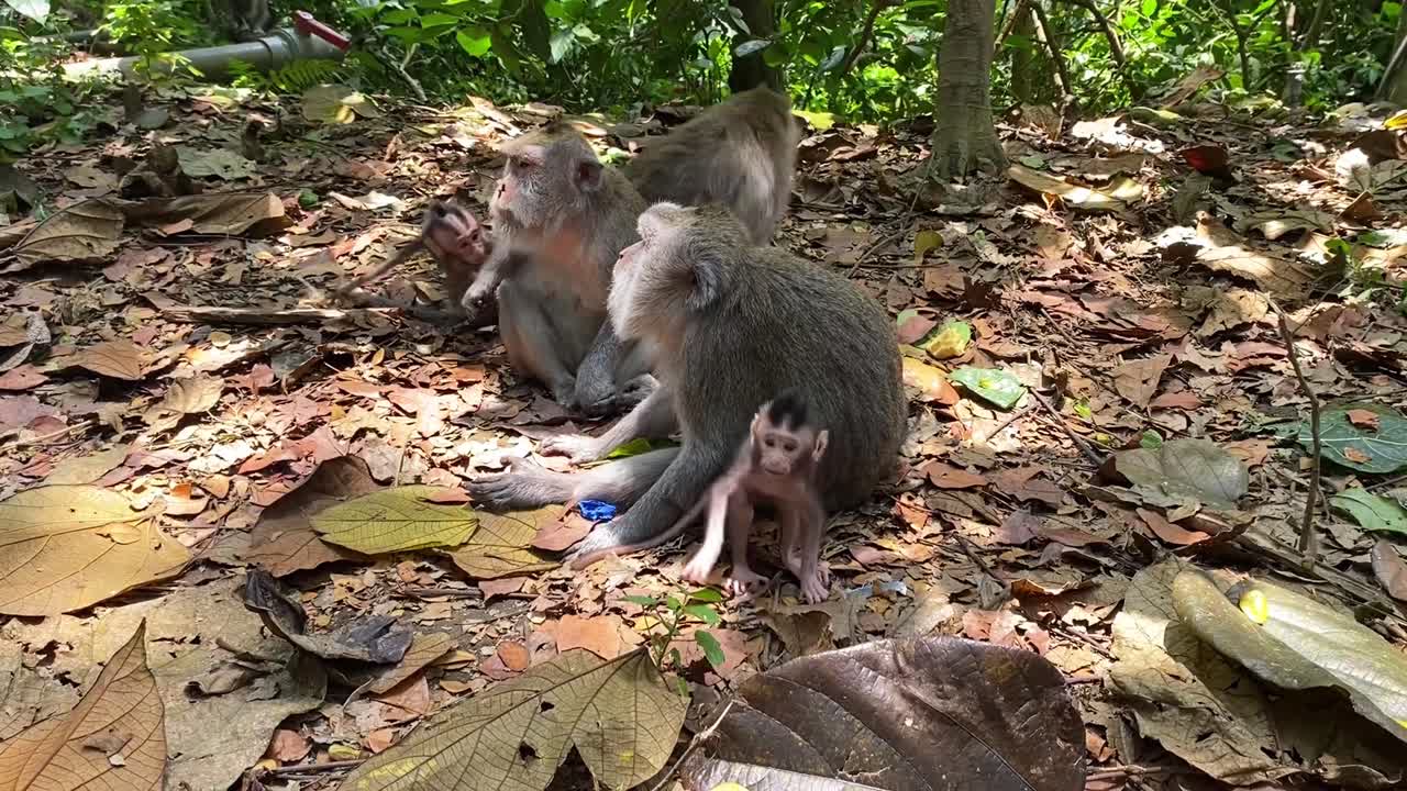 Young monkey family foraging in the jungle, natural and vibrant tropical environment, adorable child scrambles around