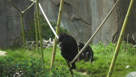 chimpanzees in a zoo jumping and moving through ropes and poles