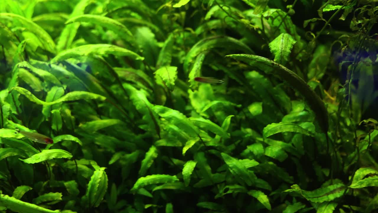 primer plano de las plantas de acuario verdes y vibrantes