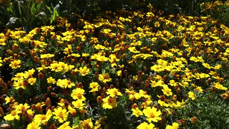 vibrant yellow and orange flowers in full bloom