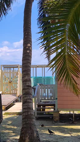 belize island scenery, vertical view of wooden house and pier behind palm tree on hot sunny day