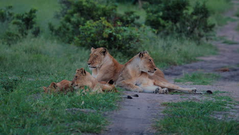 lionesses resting on a dirt path