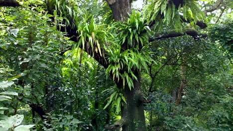 se han creado vistas aéreas de plantas parásitas dependiendo de árboles grandes
