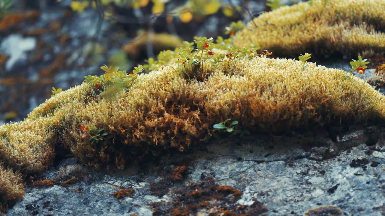 el musgo suave decorado con arándanos rojos cubre las piedras de color gris oscuro